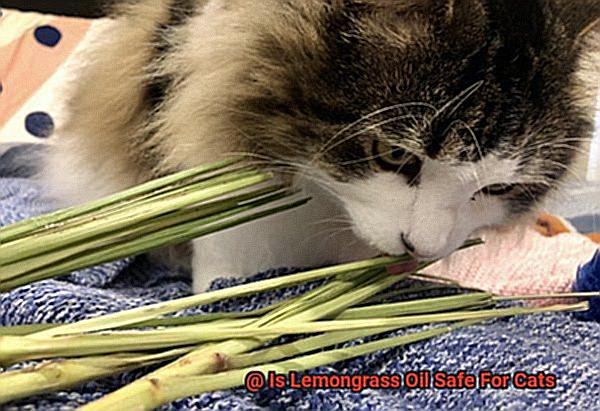 Is Lemongrass Oil Safe For Cats-3