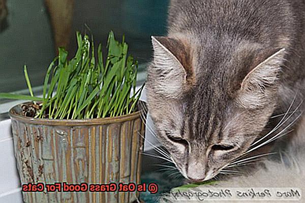 Is Oat Grass Good For Cats-3