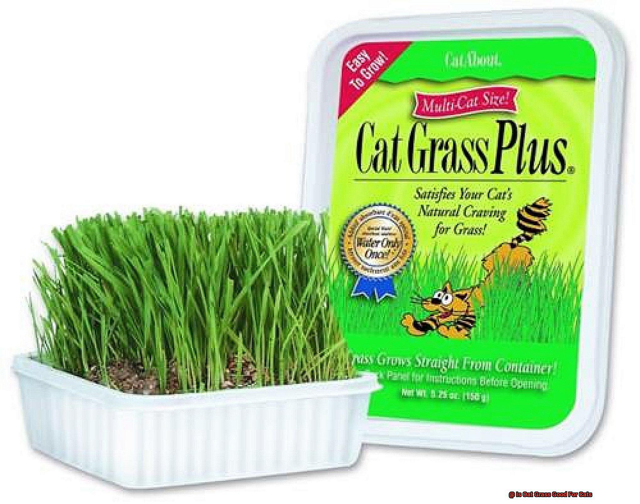 Is Oat Grass Good For Cats-4
