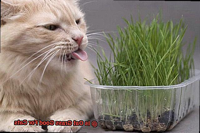 Is Oat Grass Good For Cats-6