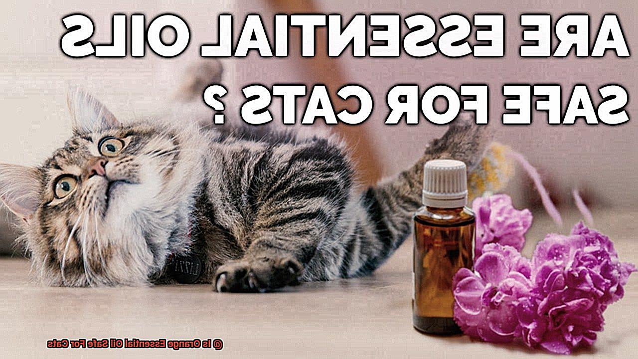 Is Orange Essential Oil Safe For Cats-3