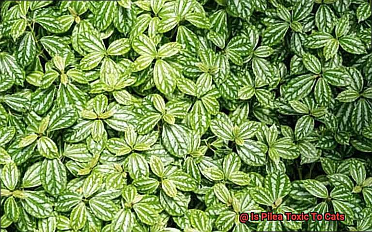 Is Pilea Toxic To Cats-2