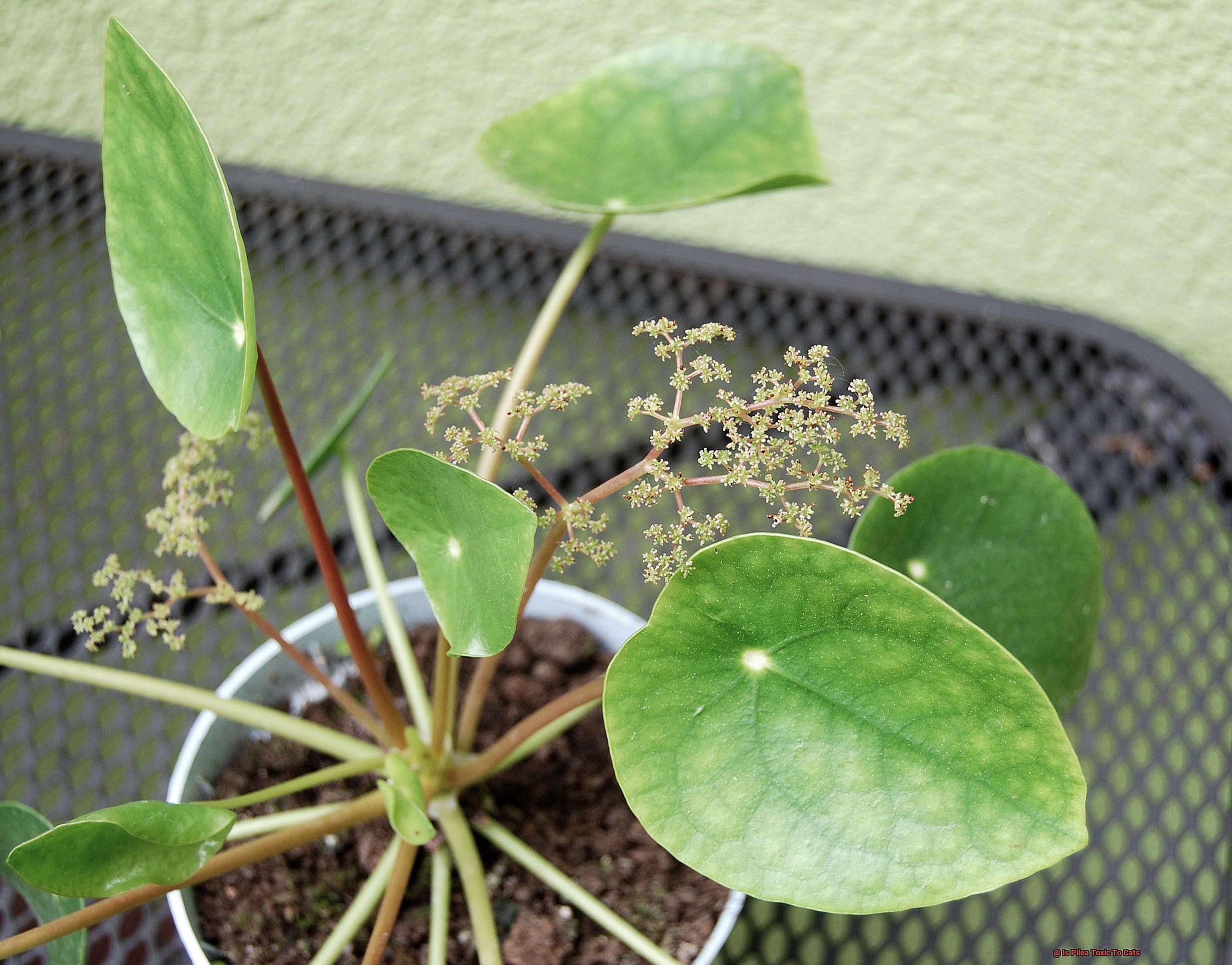 Is Pilea Toxic To Cats-3
