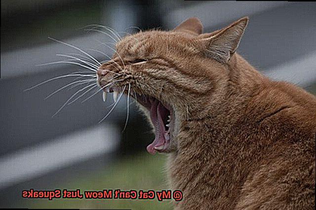 My Cat Can't Meow Just Squeaks-3