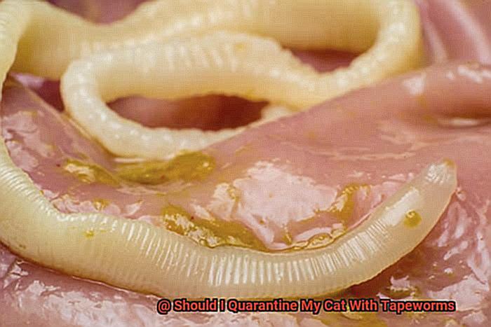 Should I Quarantine My Cat With Tapeworms-2