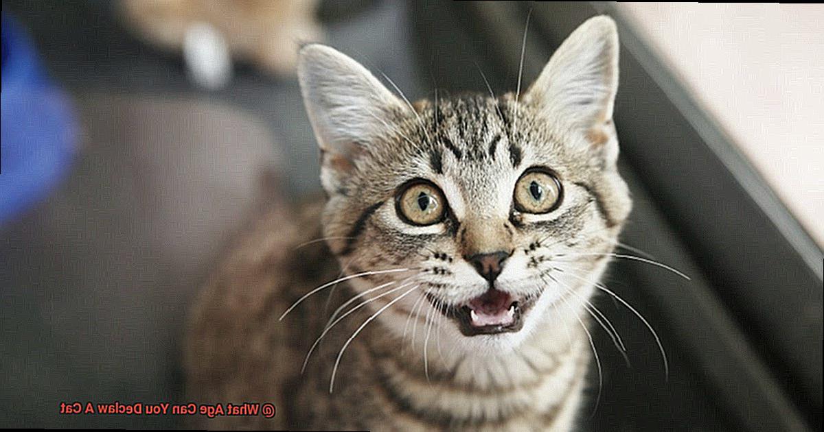 What Age Can You Declaw A Cat-7