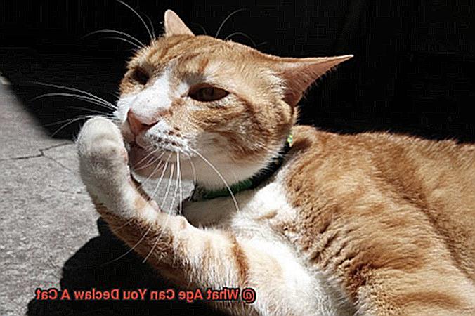 What Age Can You Declaw A Cat-2