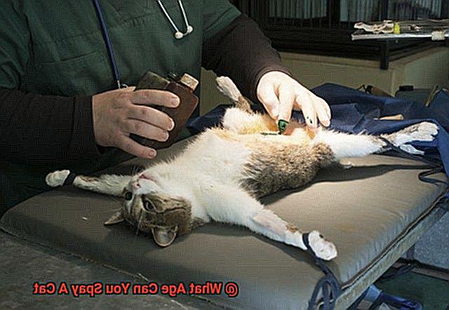 What Age Can You Spay A Cat-6