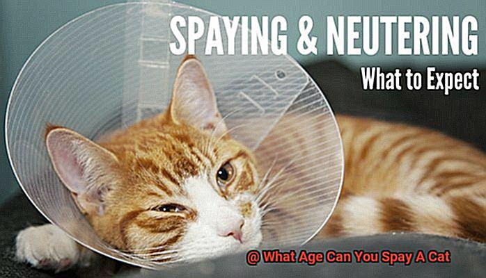 What Age Can You Spay A Cat-5