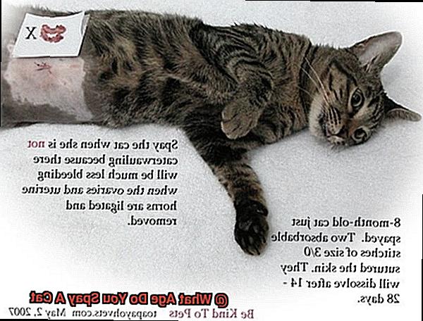 What Age Do You Spay A Cat-3