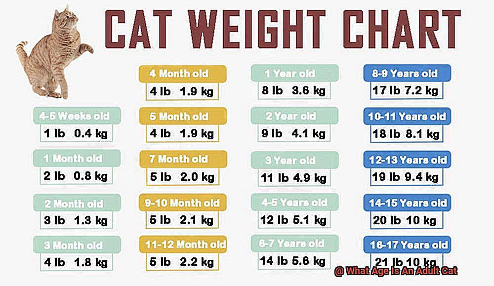 What Age Is An Adult Cat-4