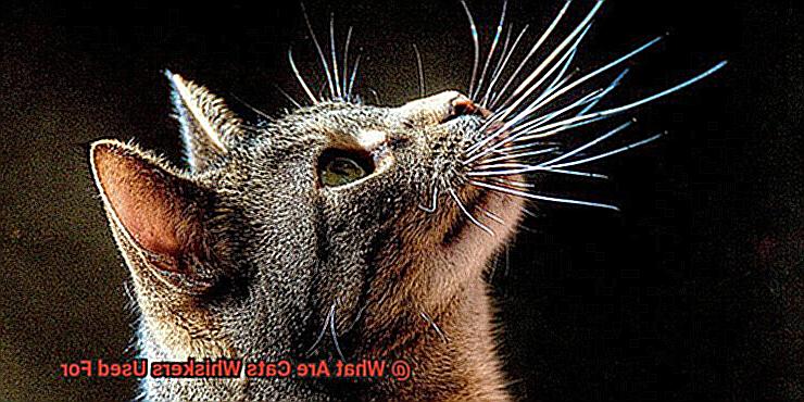 What Are Cats Whiskers Used For-2
