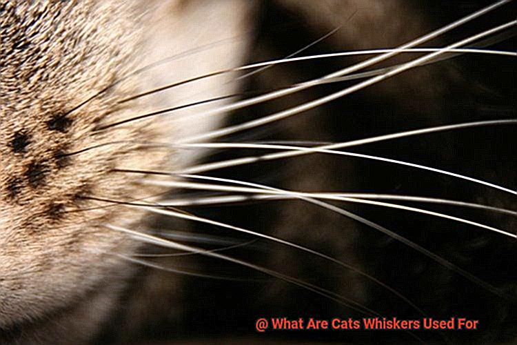 What Are Cats Whiskers Used For-3