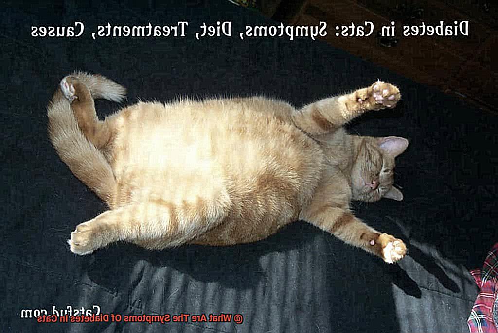 What Are The Symptoms Of Diabetes In Cats-4