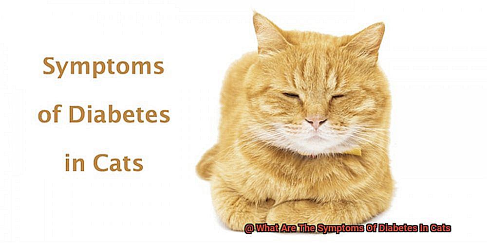 What Are The Symptoms Of Diabetes In Cats-3