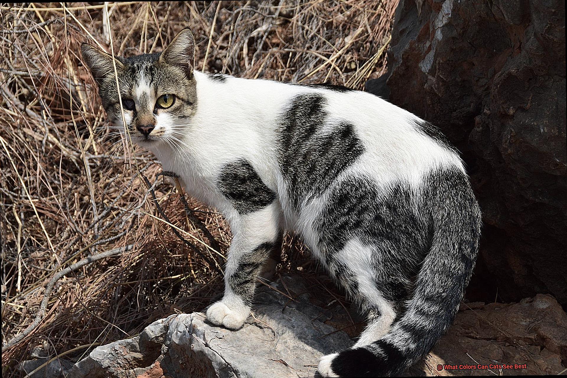 What Colors Can Cats See Best?