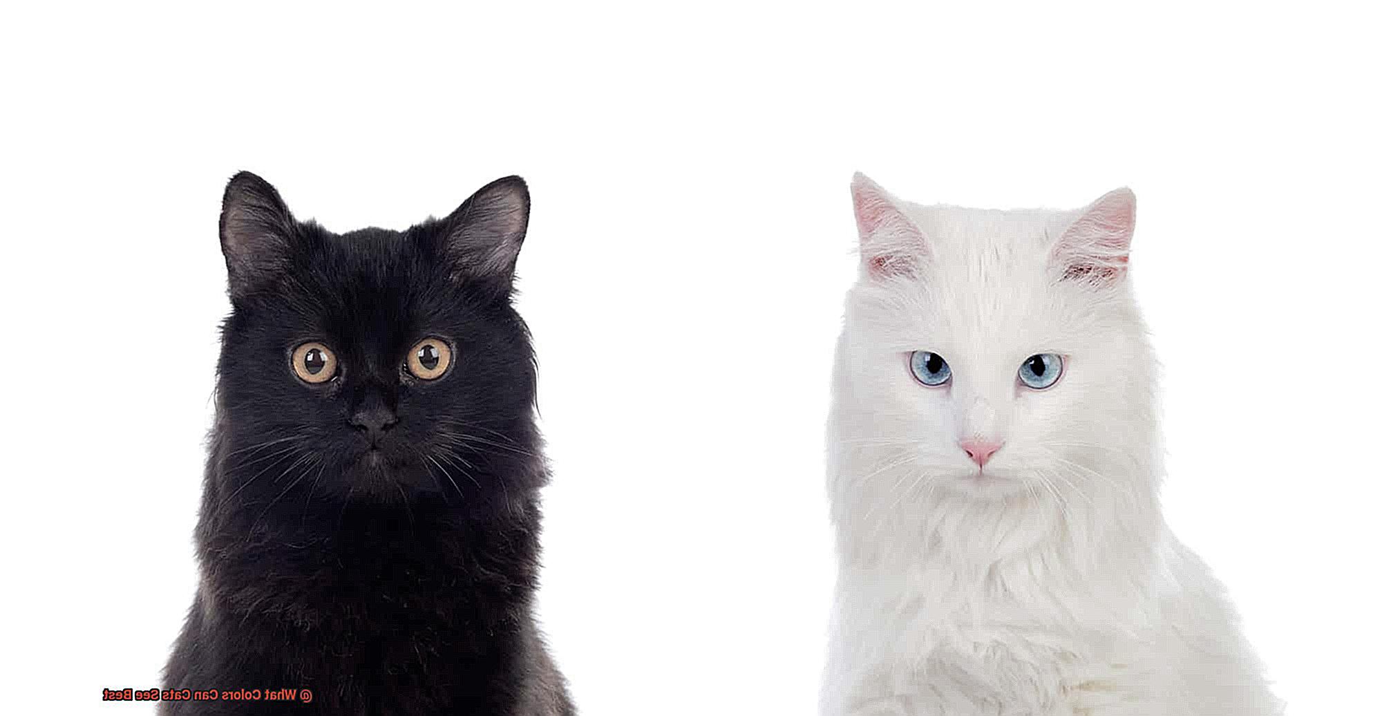 What Colors Can Cats See Best 21Cats What colors can cats see best 21cats