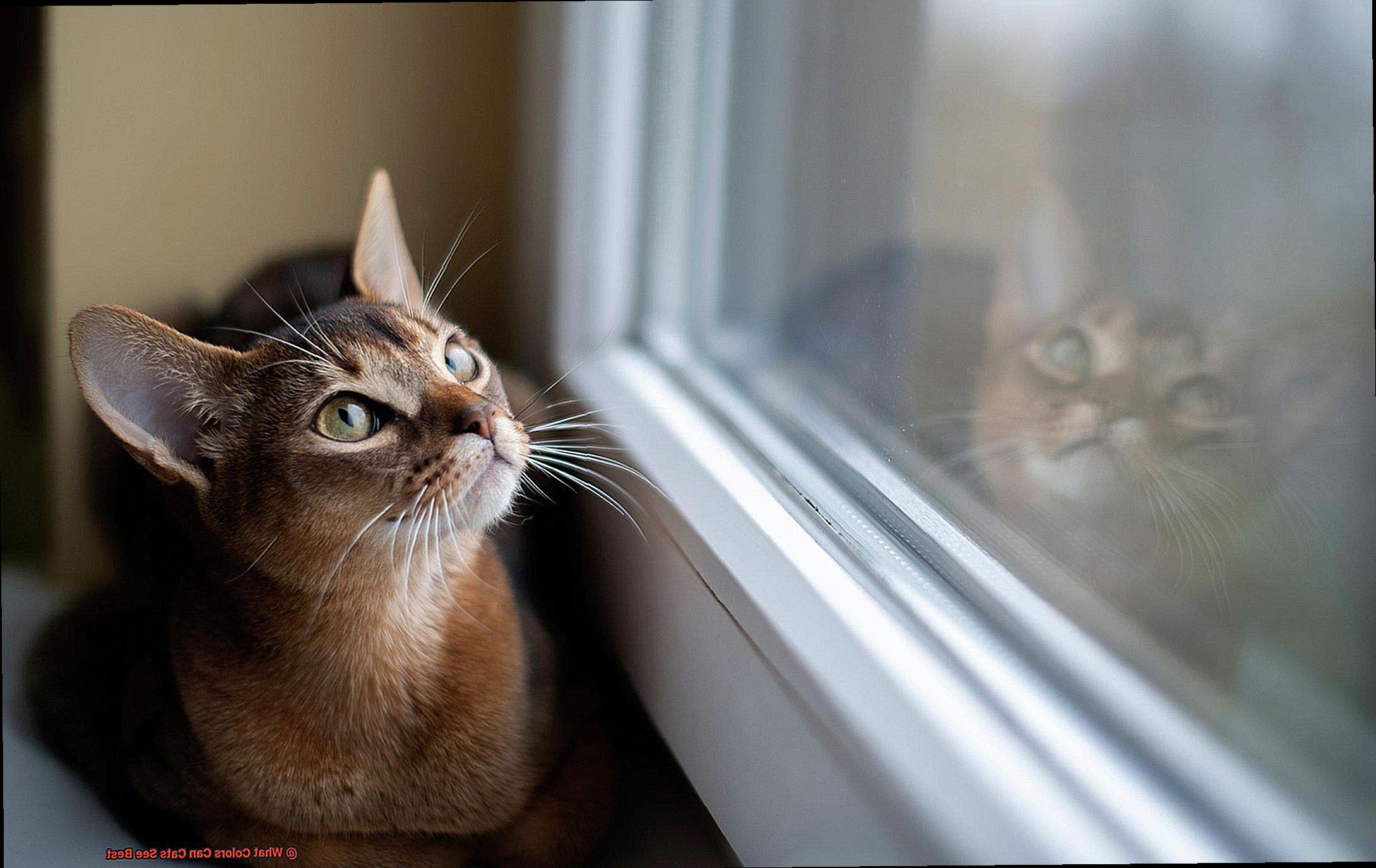 What Colors Can Cats See Best?