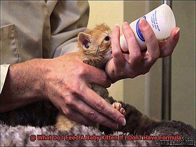 What Do I Feed A Baby Kitten If I Don't Have Formula-2