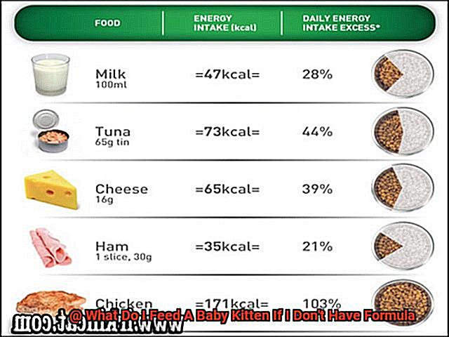What Do I Feed A Baby Kitten If I Don't Have Formula-3