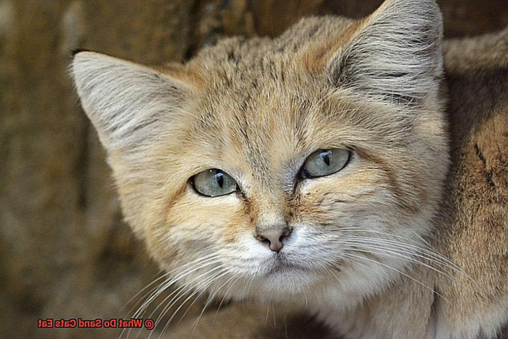 What Do Sand Cats Eat?