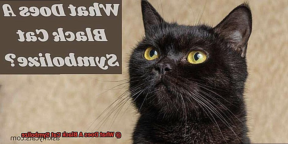 What Does A Black Cat Symbolize-4
