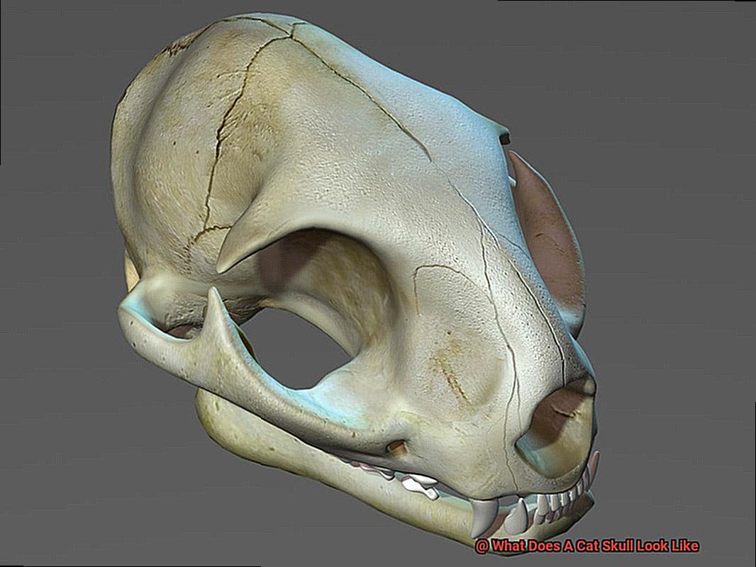 What Does A Cat Skull Look Like-2