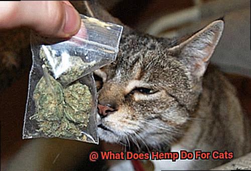 What Does Hemp Do For Cats-4