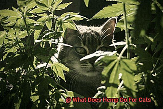 What Does Hemp Do For Cats-6