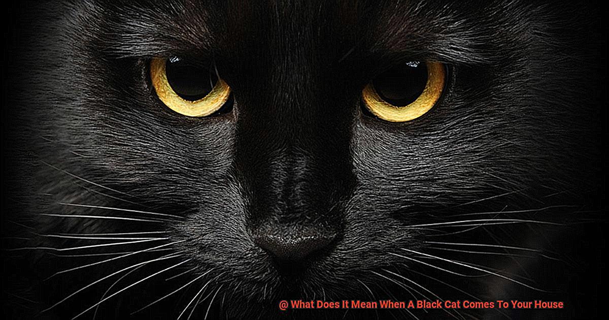 What Does It Mean When A Black Cat Comes To Your House-3