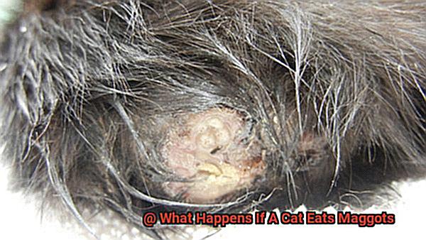 What Happens If A Cat Eats Maggots-9