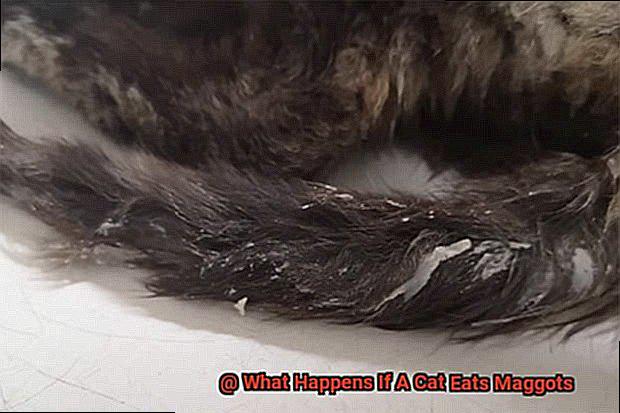 What Happens If A Cat Eats Maggots-3