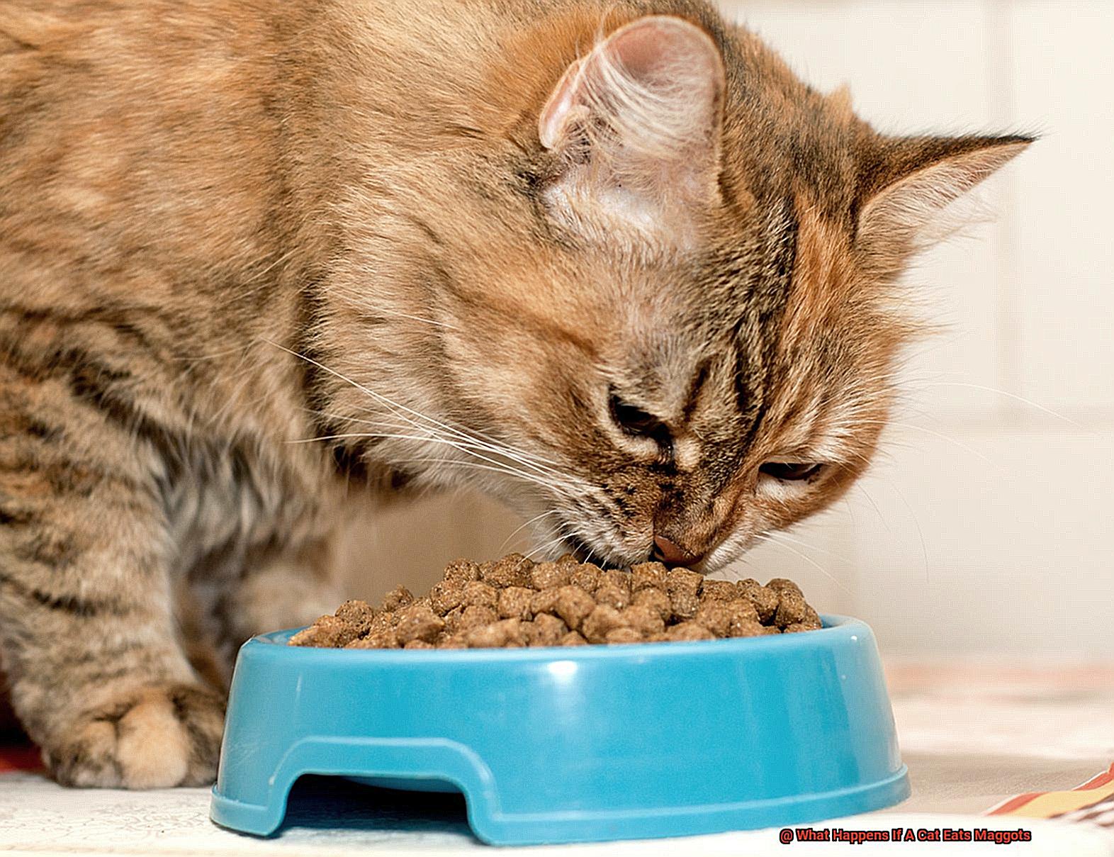 What Happens If A Cat Eats Maggots-2