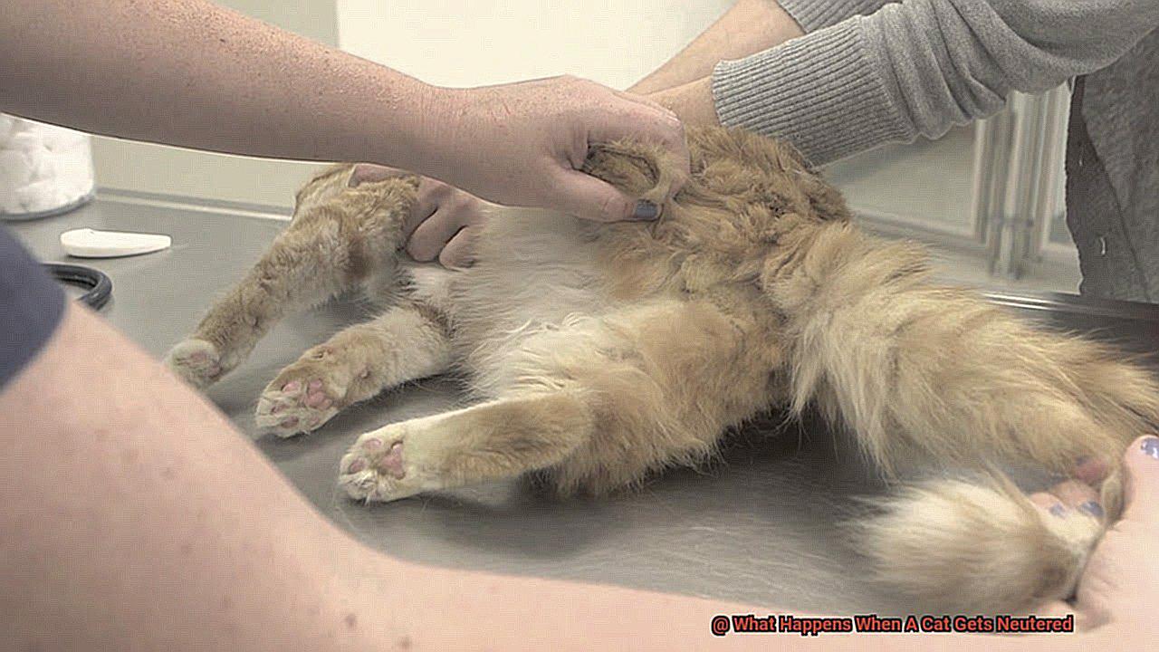 What Happens When A Cat Gets Neutered 5470953803
