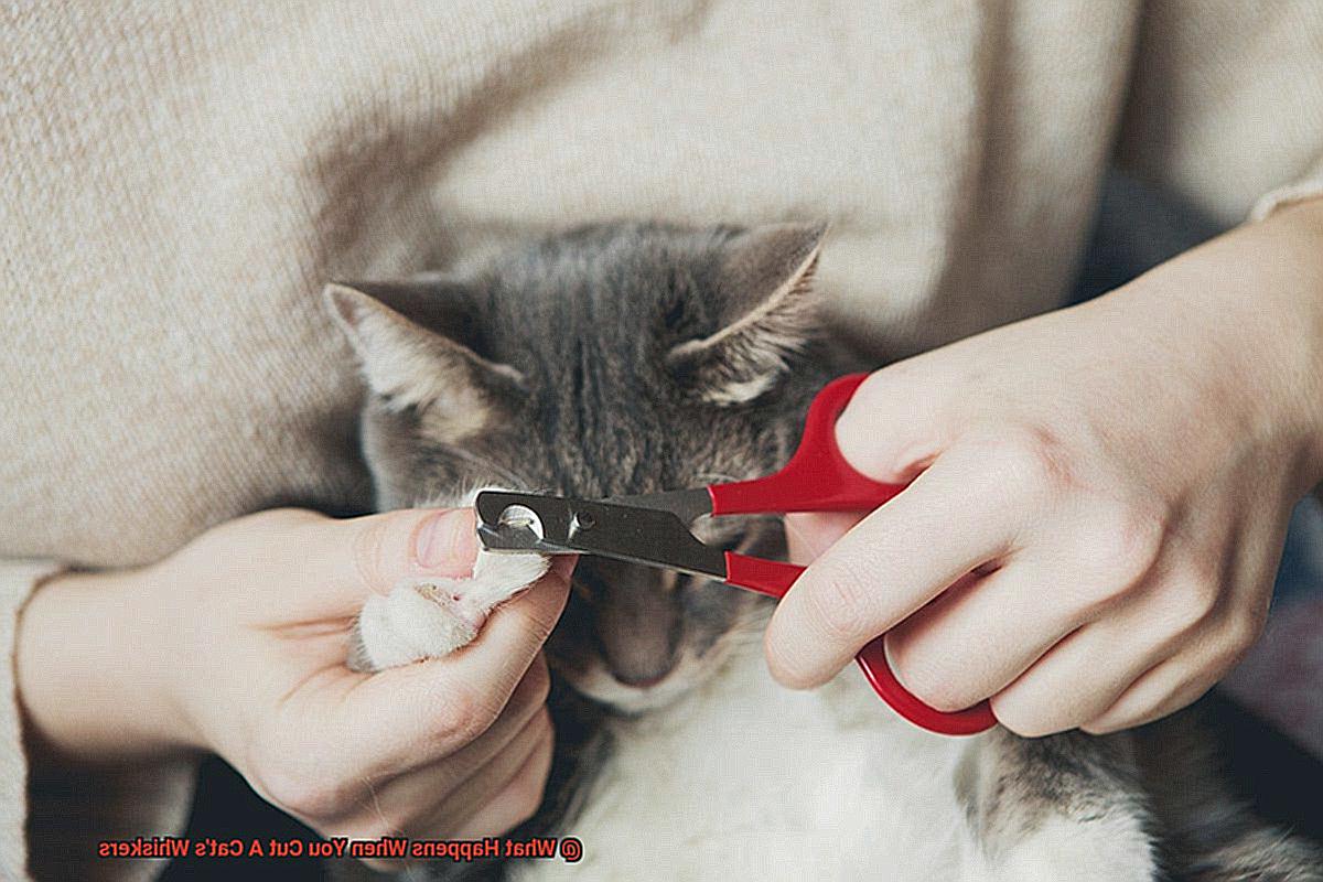 3 Alarming Effects: What Happens If You Cut A Cats Whiskers? – AULDOU