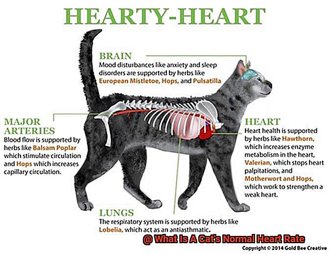What Is A Cat s Normal Heart Rate 21Cats what-is-a-cat-s-normal-heart-rate-21cats