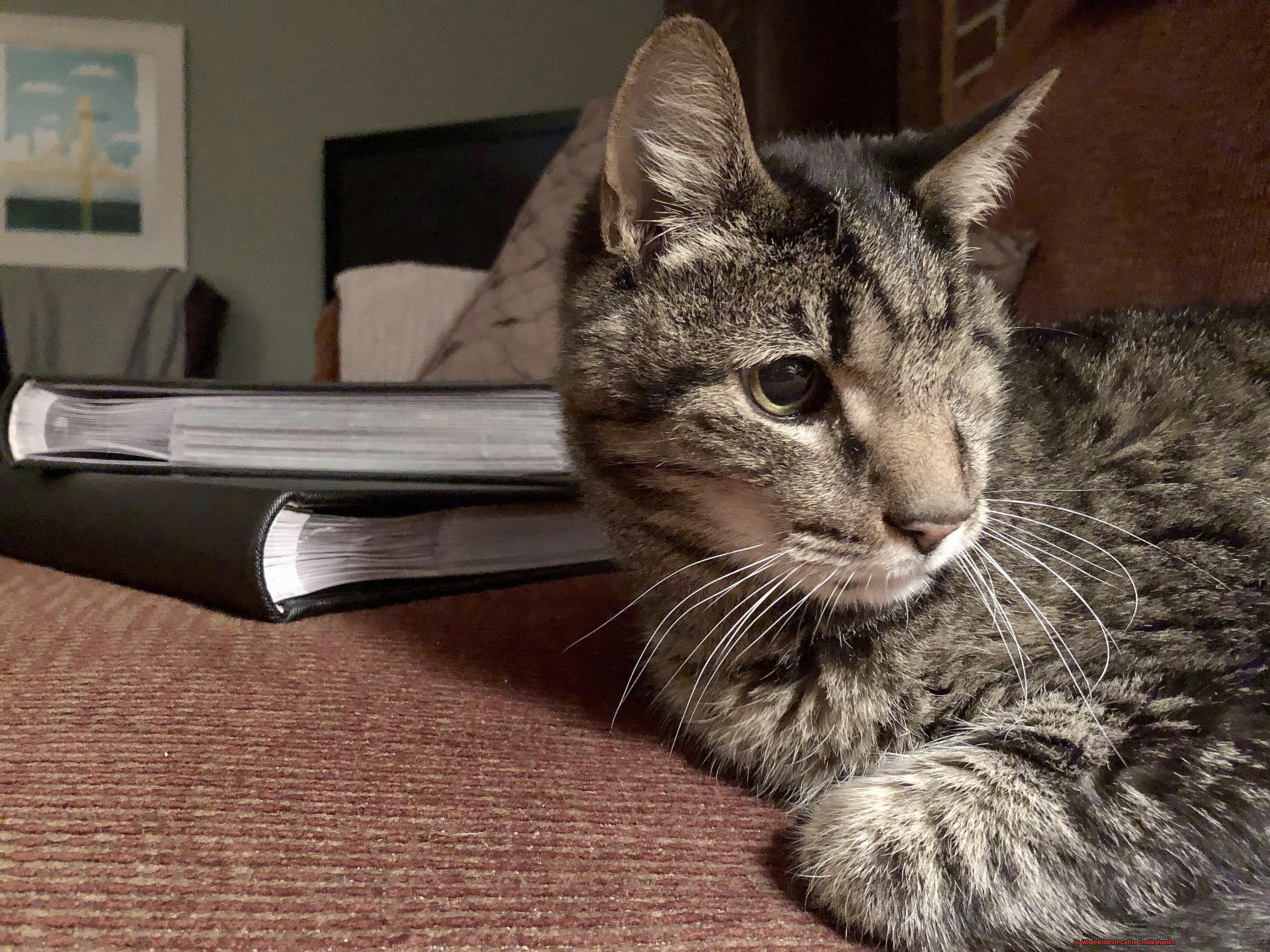 What Kind Of Cat Is Crookshanks?