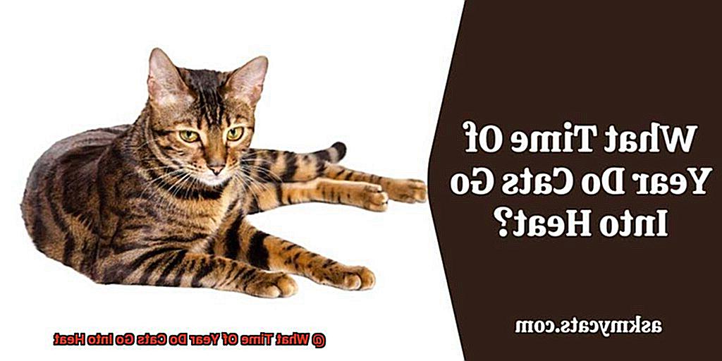 What Time Of Year Do Cats Go Into Heat?