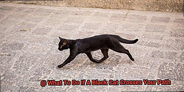 What To Do If A Black Cat Crosses Your Path-2