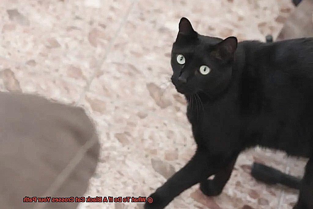 What To Do If A Black Cat Crosses Your Path-5
