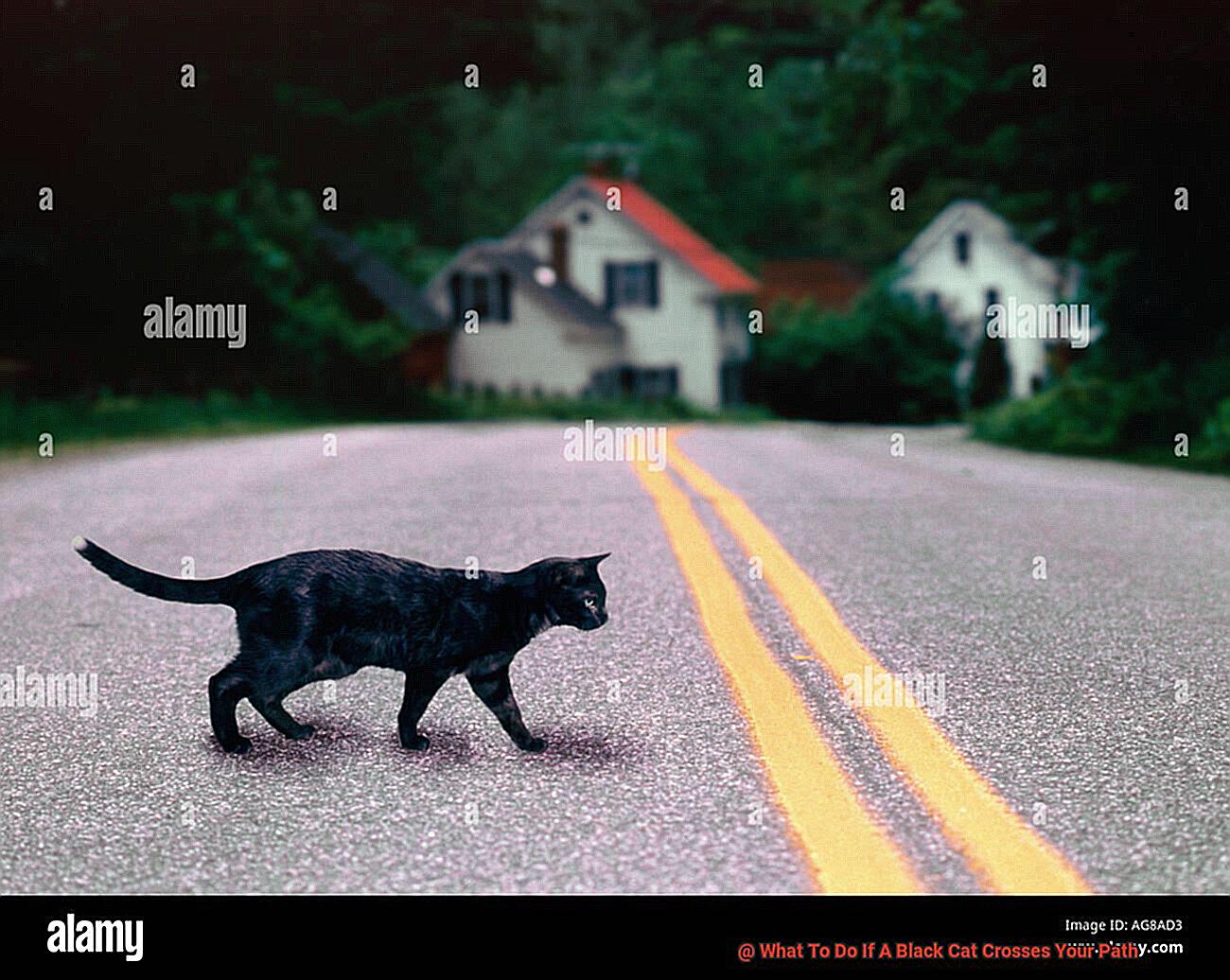 What To Do If A Black Cat Crosses Your Path-4