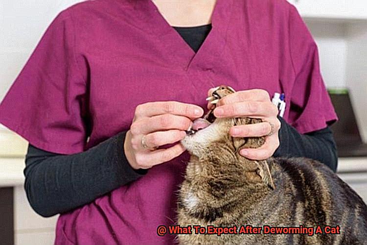 What To Expect After Deworming A Cat-5