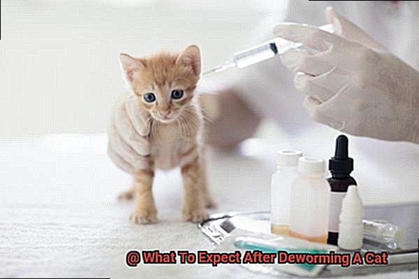 What To Expect After Deworming A Cat-2