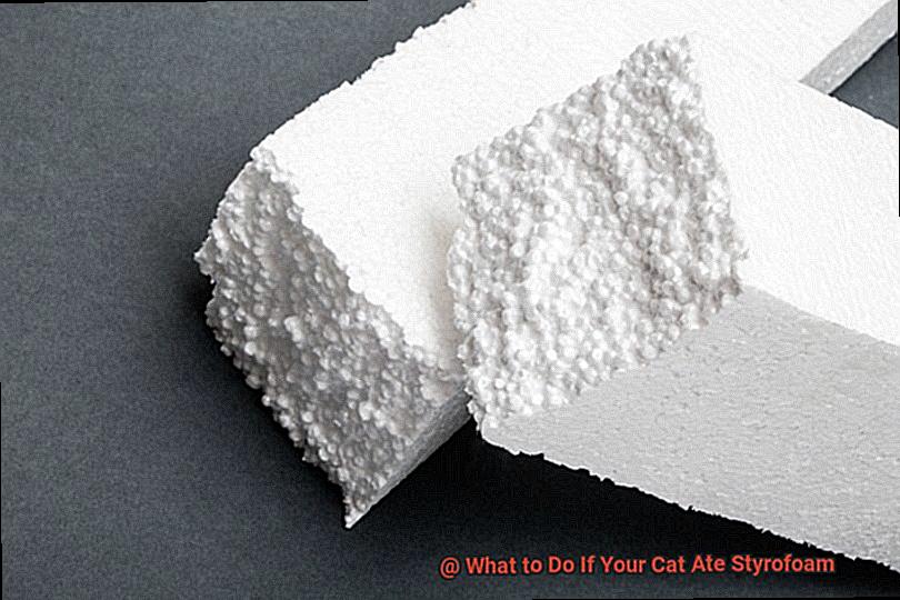 What to Do If Your Cat Ate Styrofoam-15