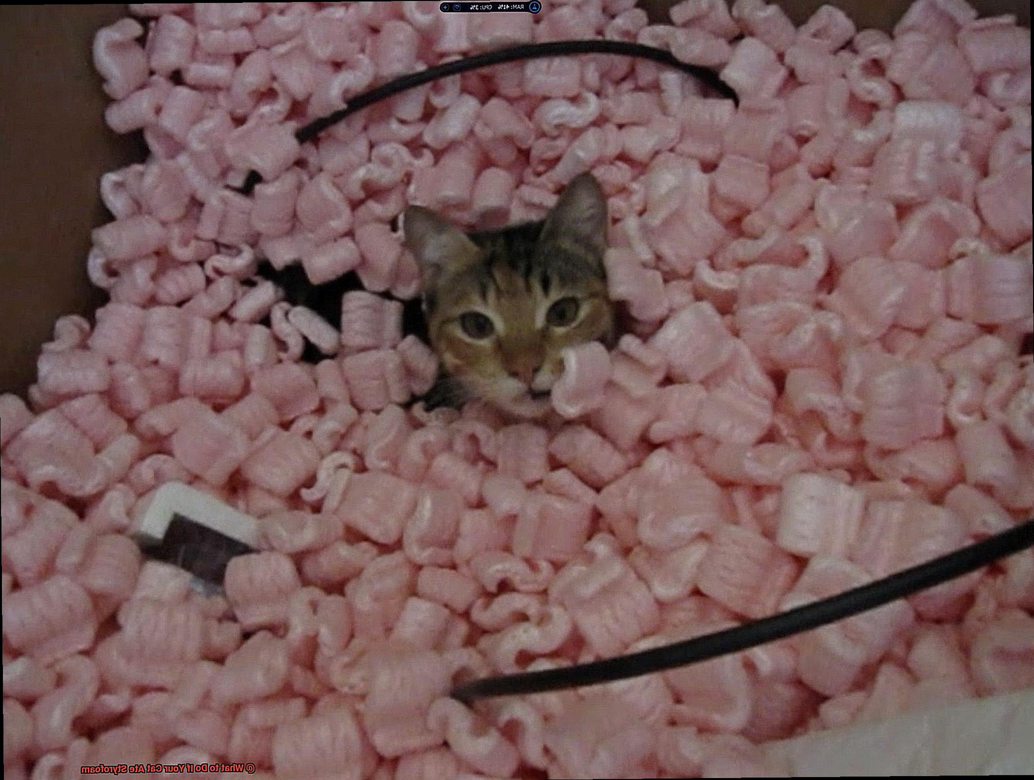 What to Do If Your Cat Ate Styrofoam-11