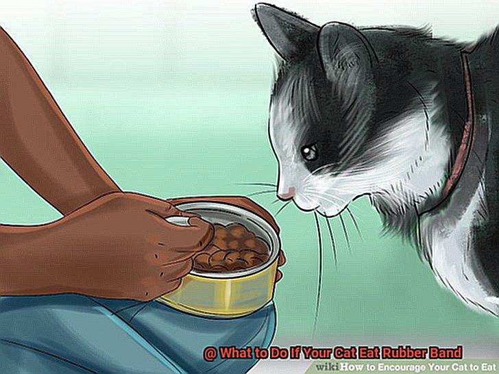 What to Do If Your Cat Eat Rubber Band-6