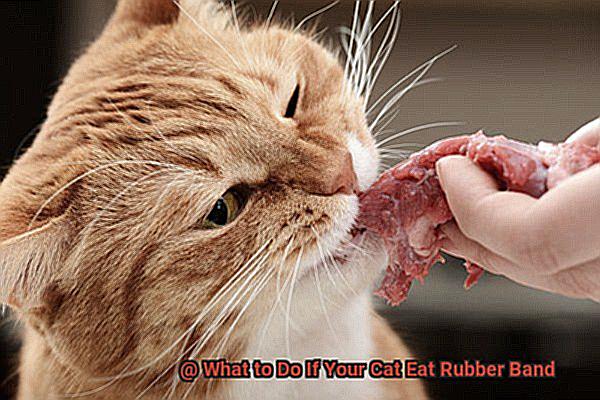 What to Do If Your Cat Eat Rubber Band-12