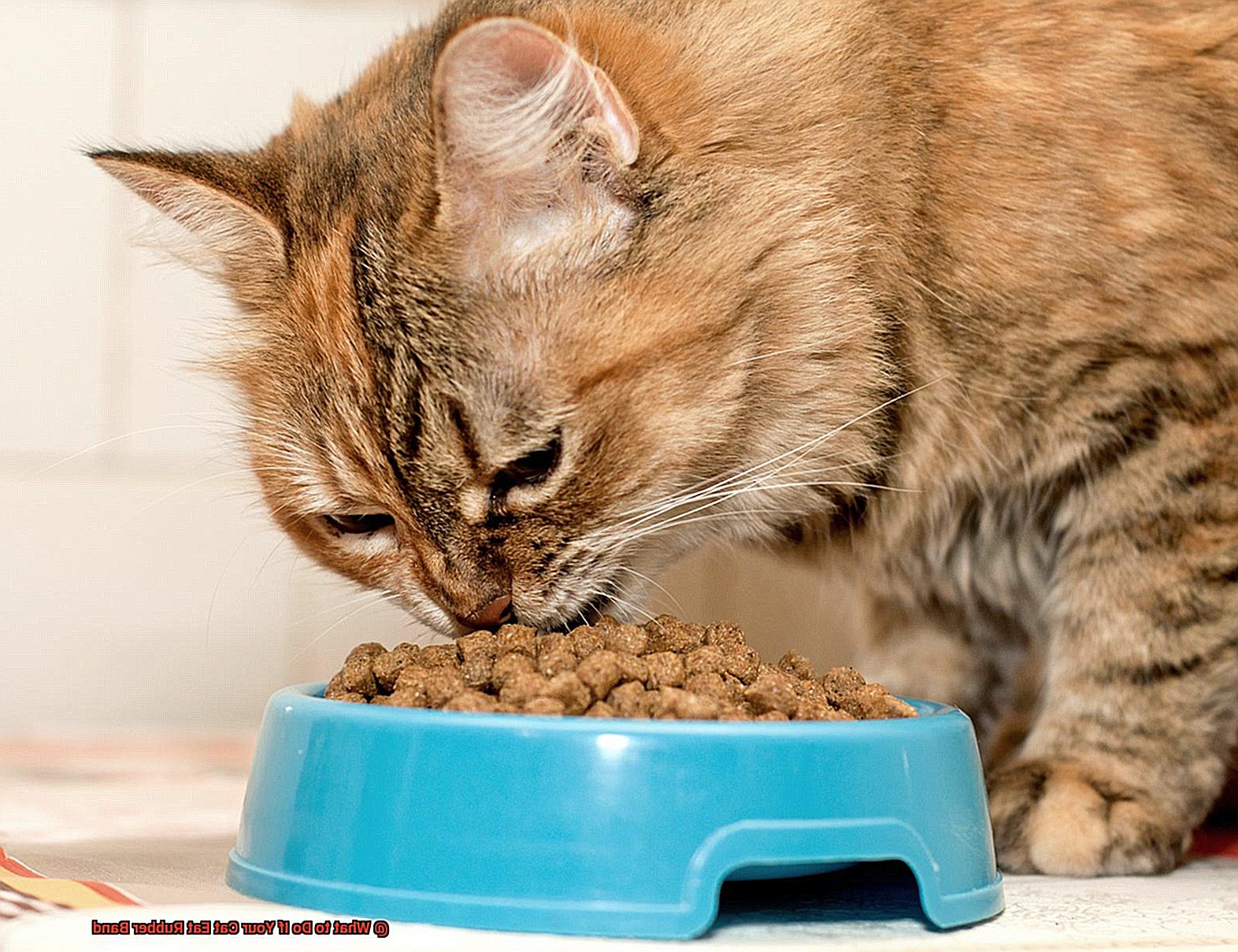 What to Do If Your Cat Eat Rubber Band-3