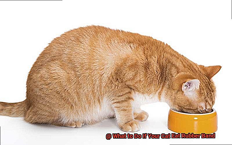 What to Do If Your Cat Eat Rubber Band-5