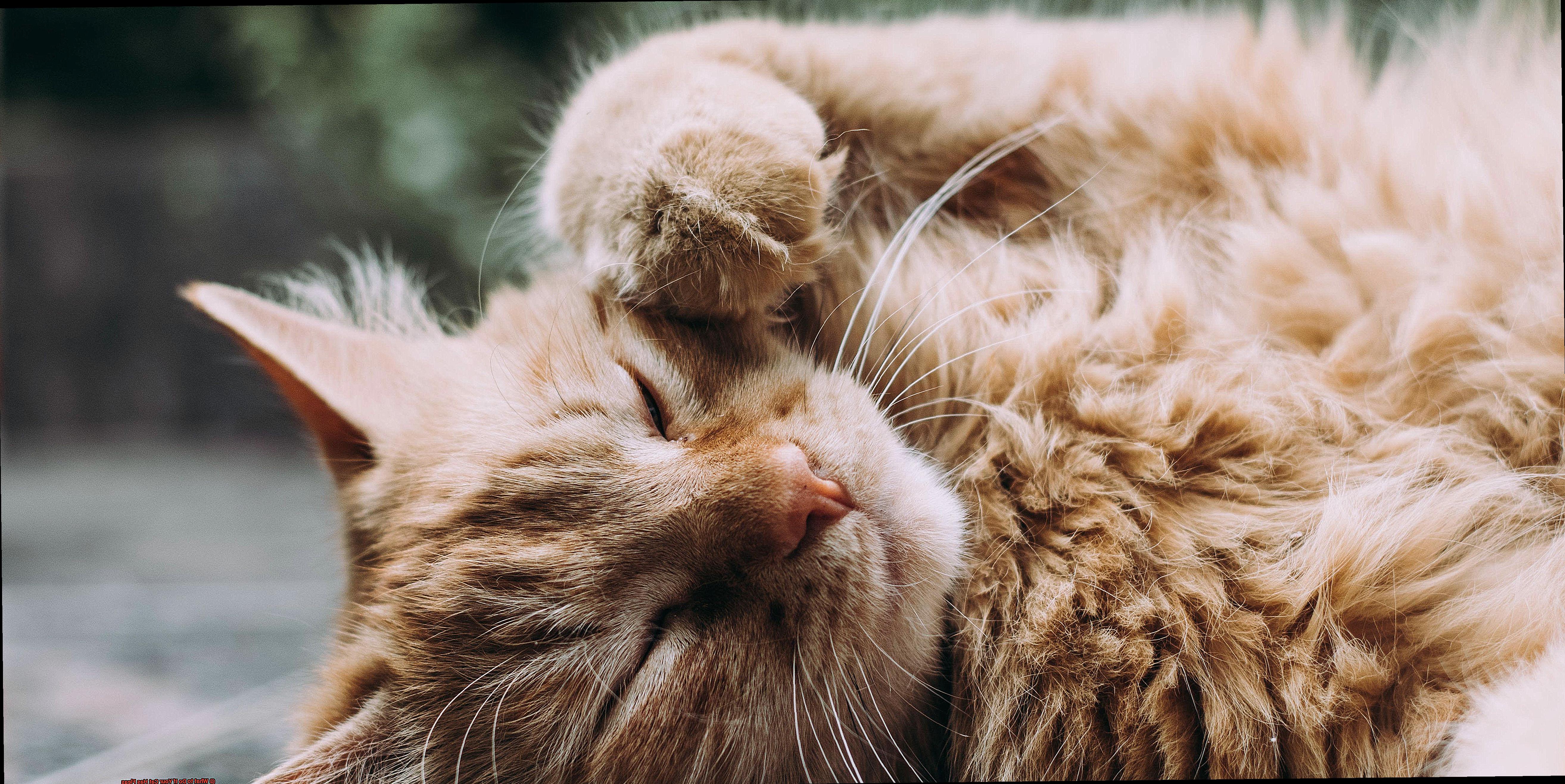What to Do If Your Cat Has Fleas-2